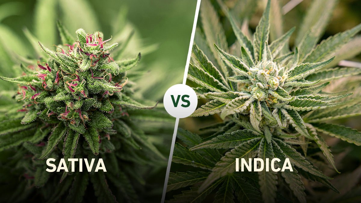 Sativa vs. Indica – Wirkung & Unterschiede - Cannameleon GmbH