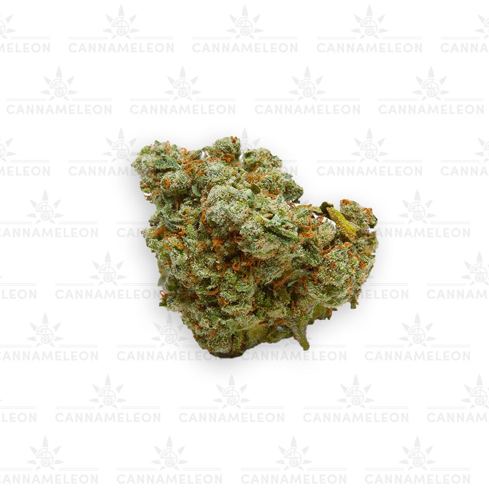 Bubble Gum CBD - Cannameleon GmbH