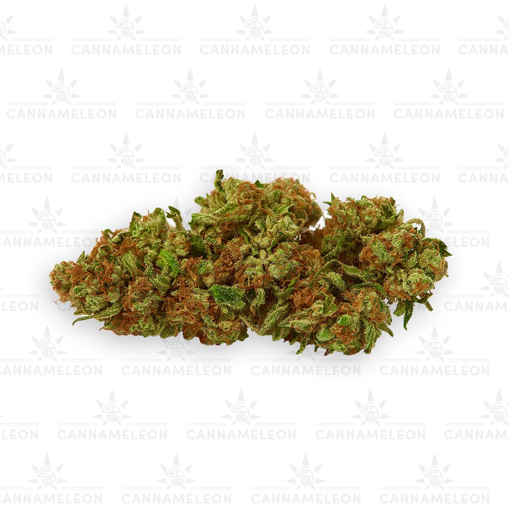 Gelato CB9 - Cannameleon GmbH