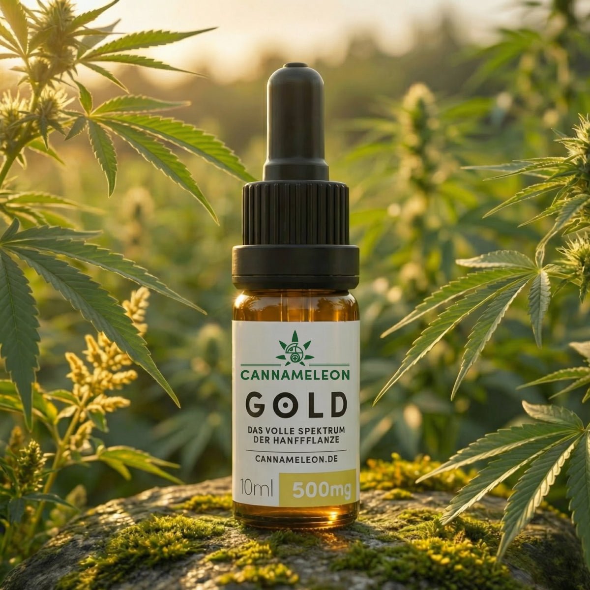 Gold CBD Öl 5% Vollspektrum - Cannameleon GmbH
