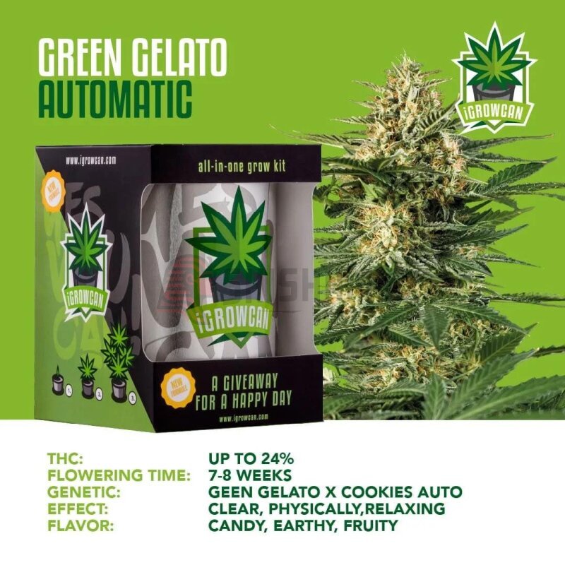 iGrowCan Automatic - Green Gelato - Cannameleon GmbH