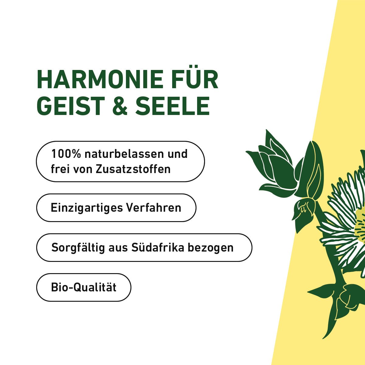 Kanna – Räucherwerk aus den Weiten Südafrikas - Cannameleon GmbH