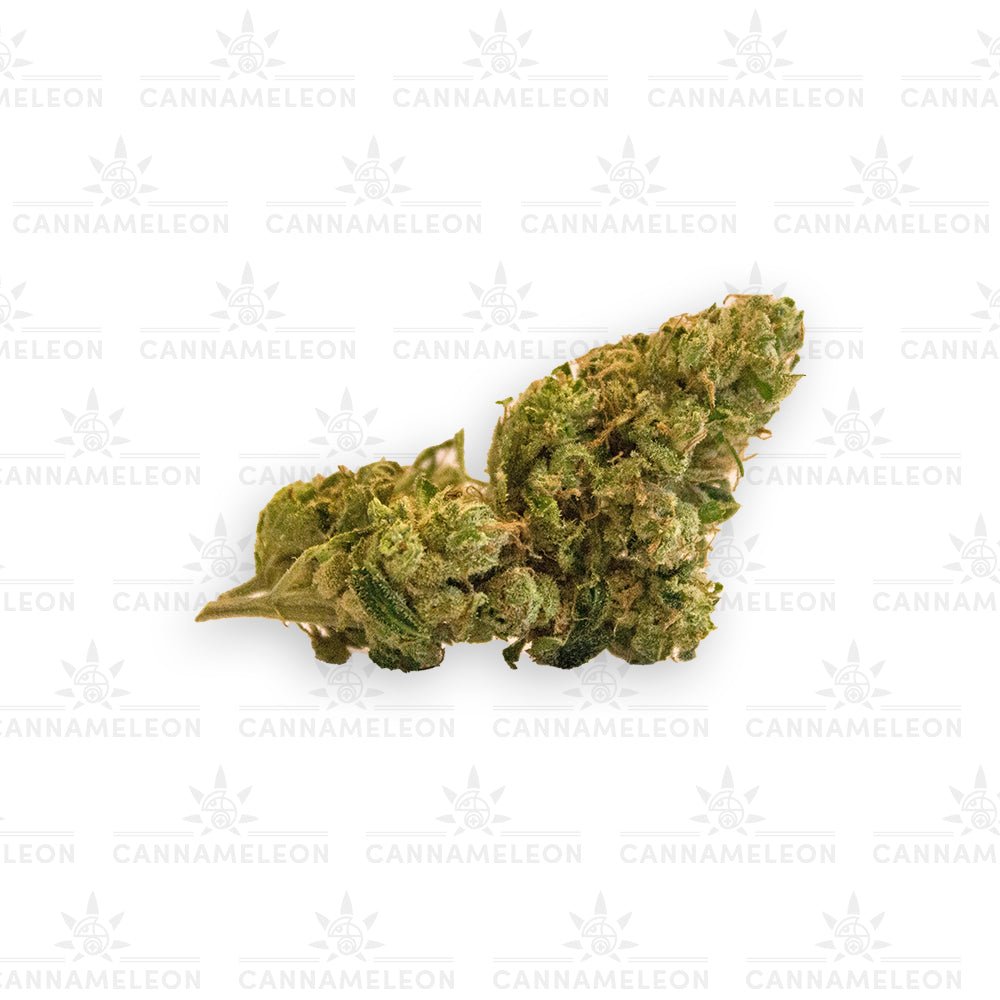 Mango CB9 - Cannameleon GmbH