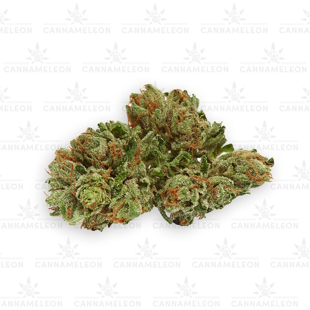 NYC Diesel CBD - Cannameleon GmbH